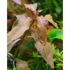 Людвігія "Мехіко" (Ludwigia sp. Mexico)